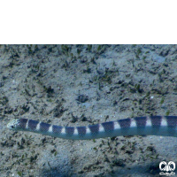 گونه مار دریایی آراسته Ornate Sea Snake